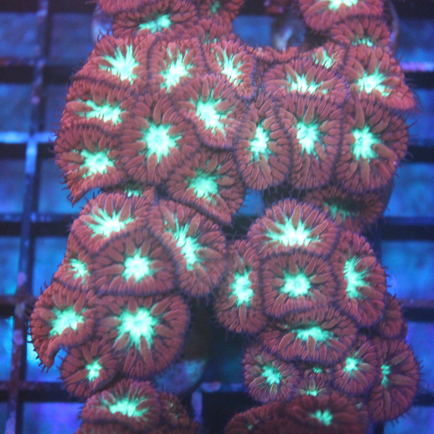 Purple Blasto Merletti
