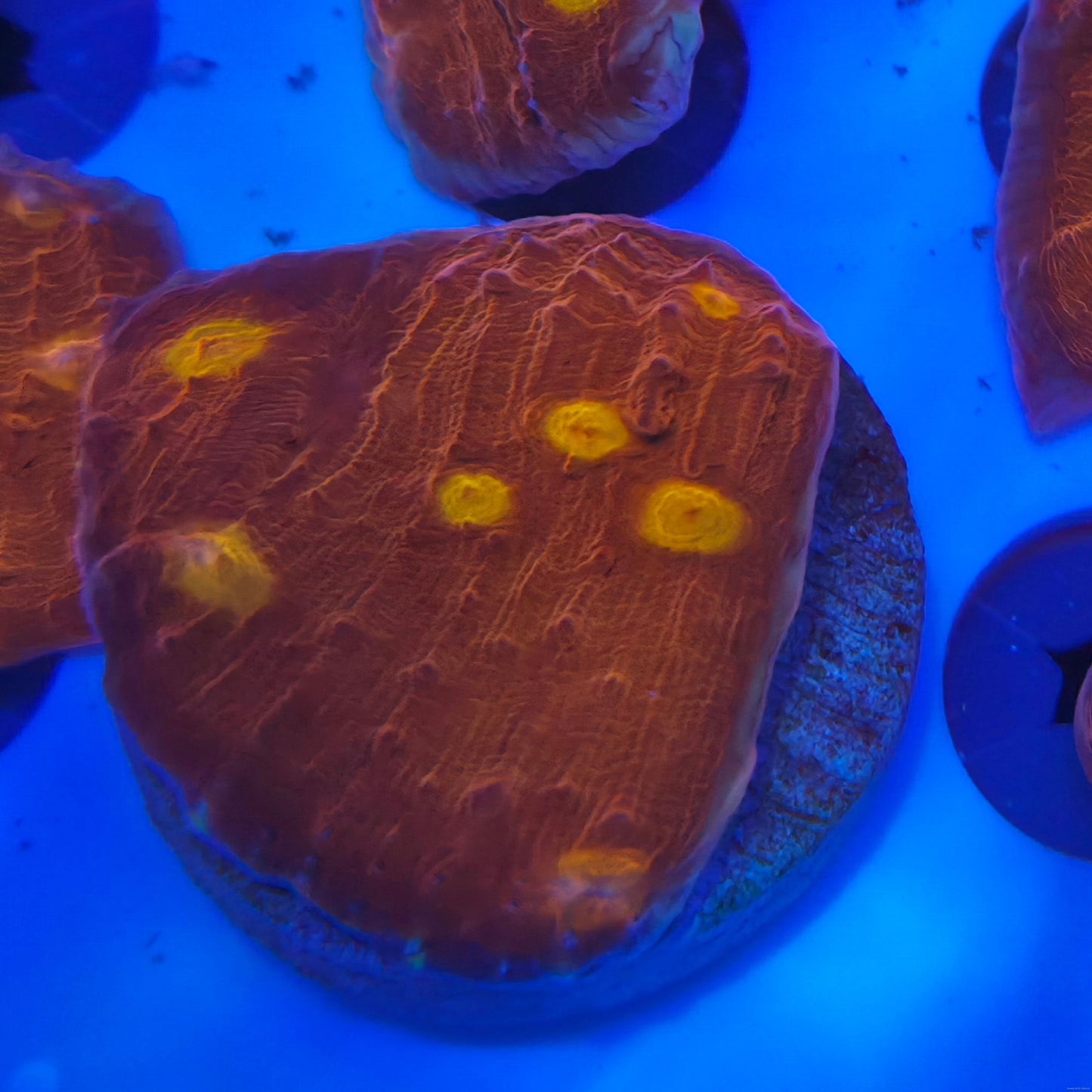 Flame Thrower Chalice