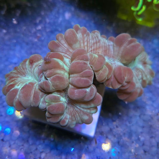 RARE Fox coral