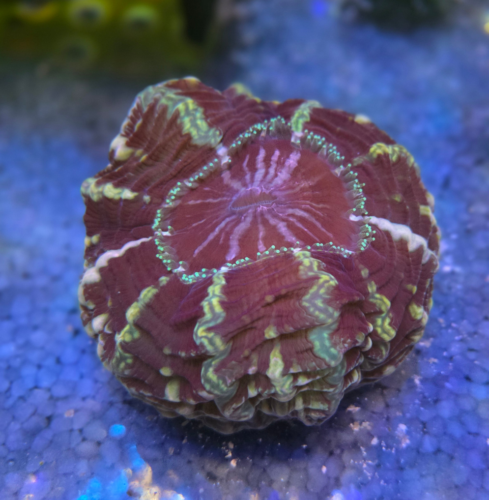 Cynarina - Fierce Purple WYSIWYG