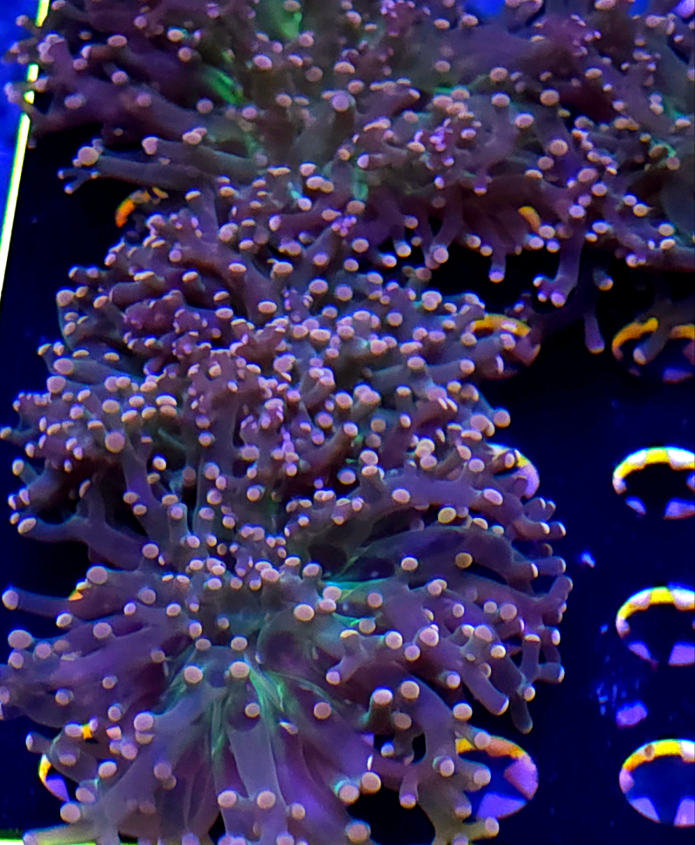 Pink Joker Frogspawn