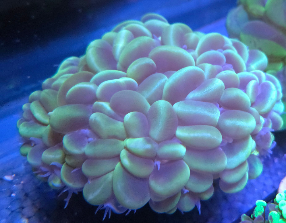 Cat Eye Bubble (Large)