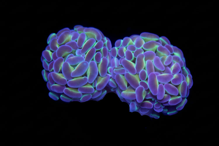 Ultra Hologram Hammer