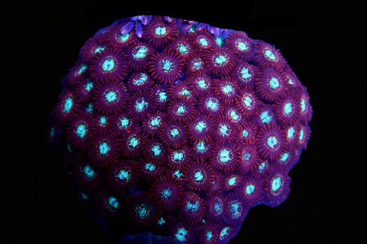 Magician Zoa