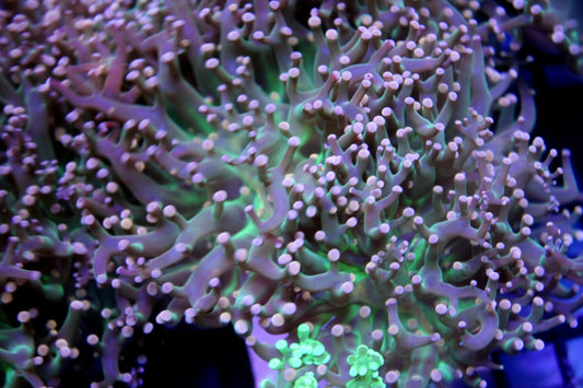 Pink Joker Frogspawn