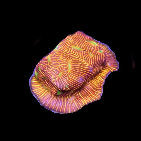 Jack-O-Lantern Lepto