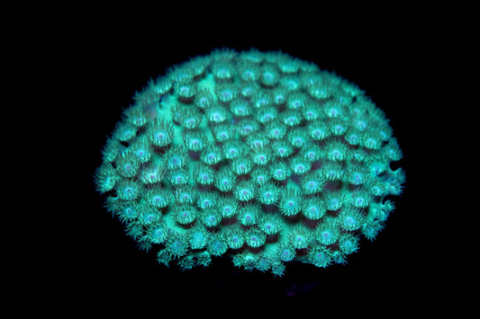 Pagoda Coral (WYSIWYG)
