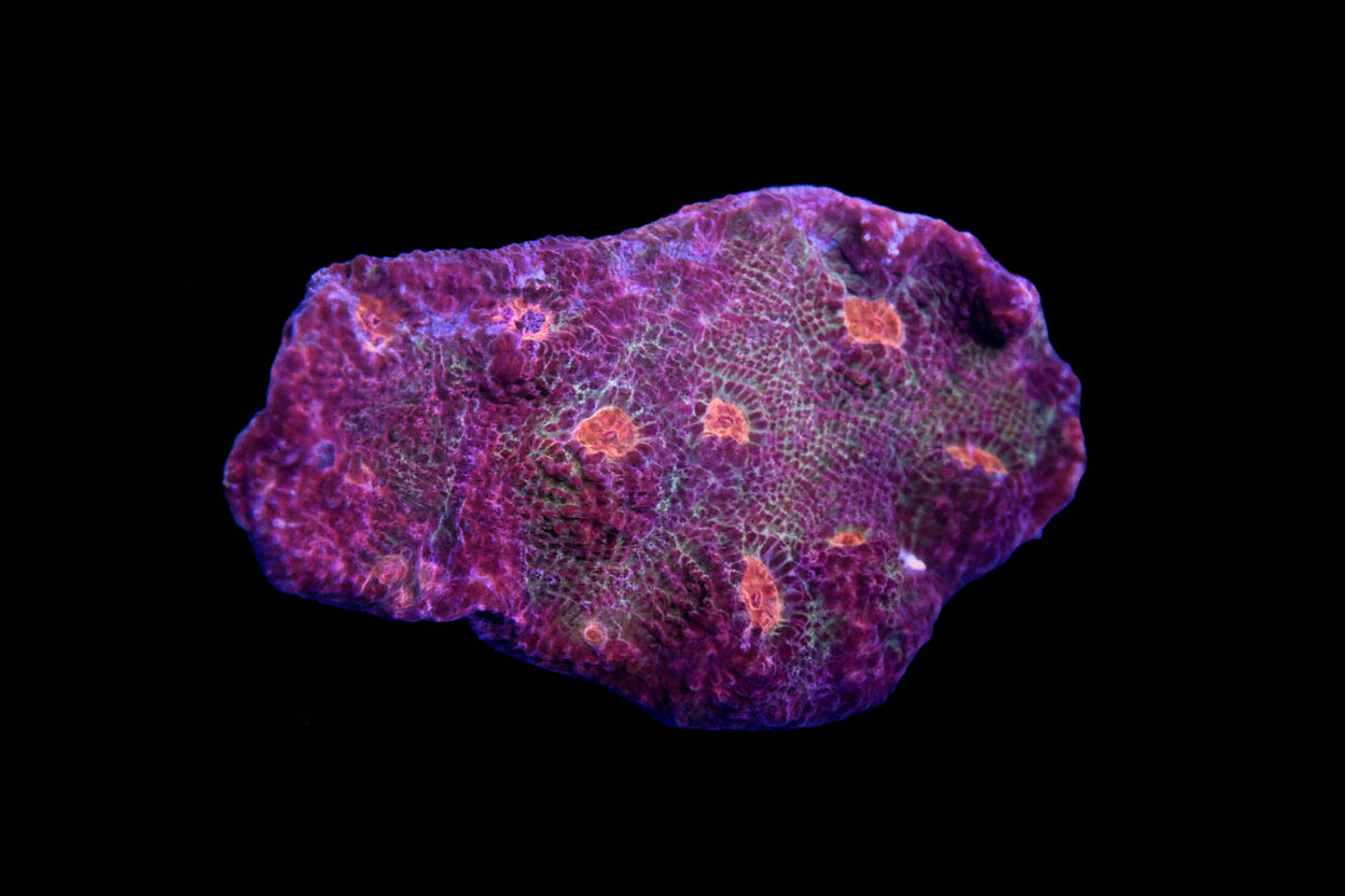 Red Eye Purple Monster Chalice (WYSIWYG)