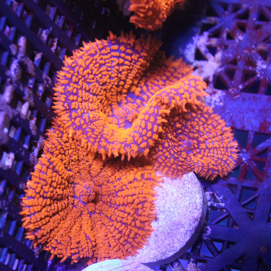 Superman Rhodactis Mushroom