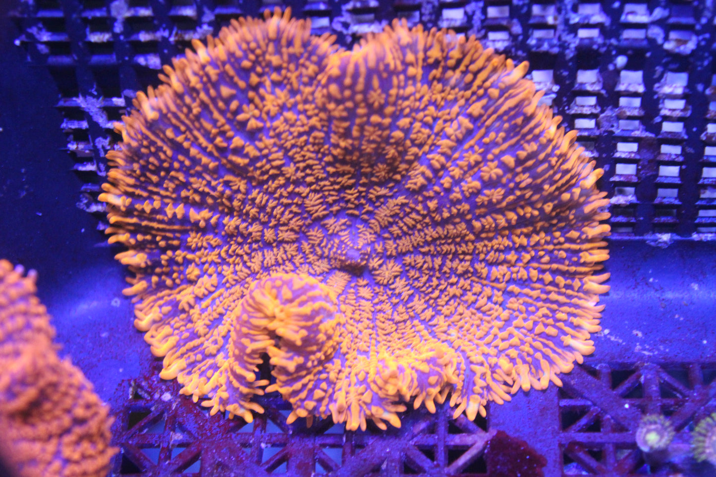 Forest Fire Rhodactis Mushroom