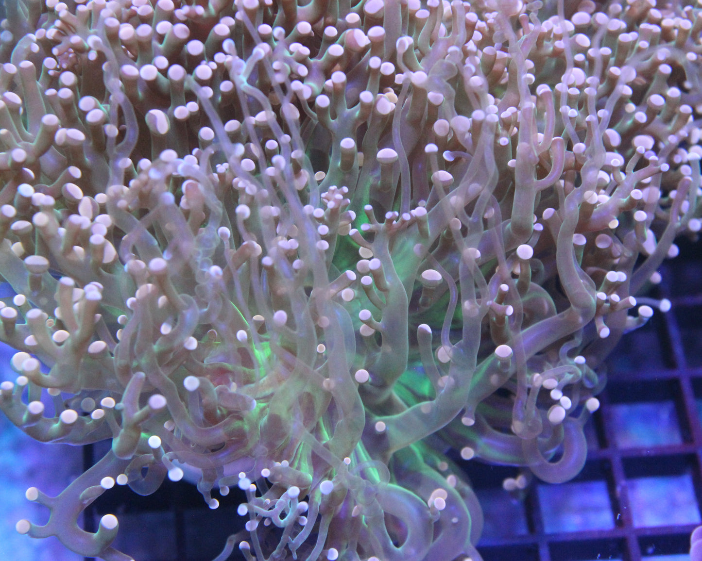 Pink Joker Frogspawn