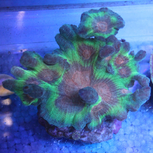 Peacock Pectinia Coral (Large)