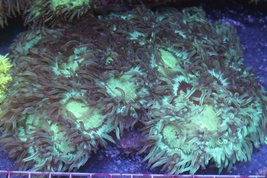 Blue Tip Elegance XXL