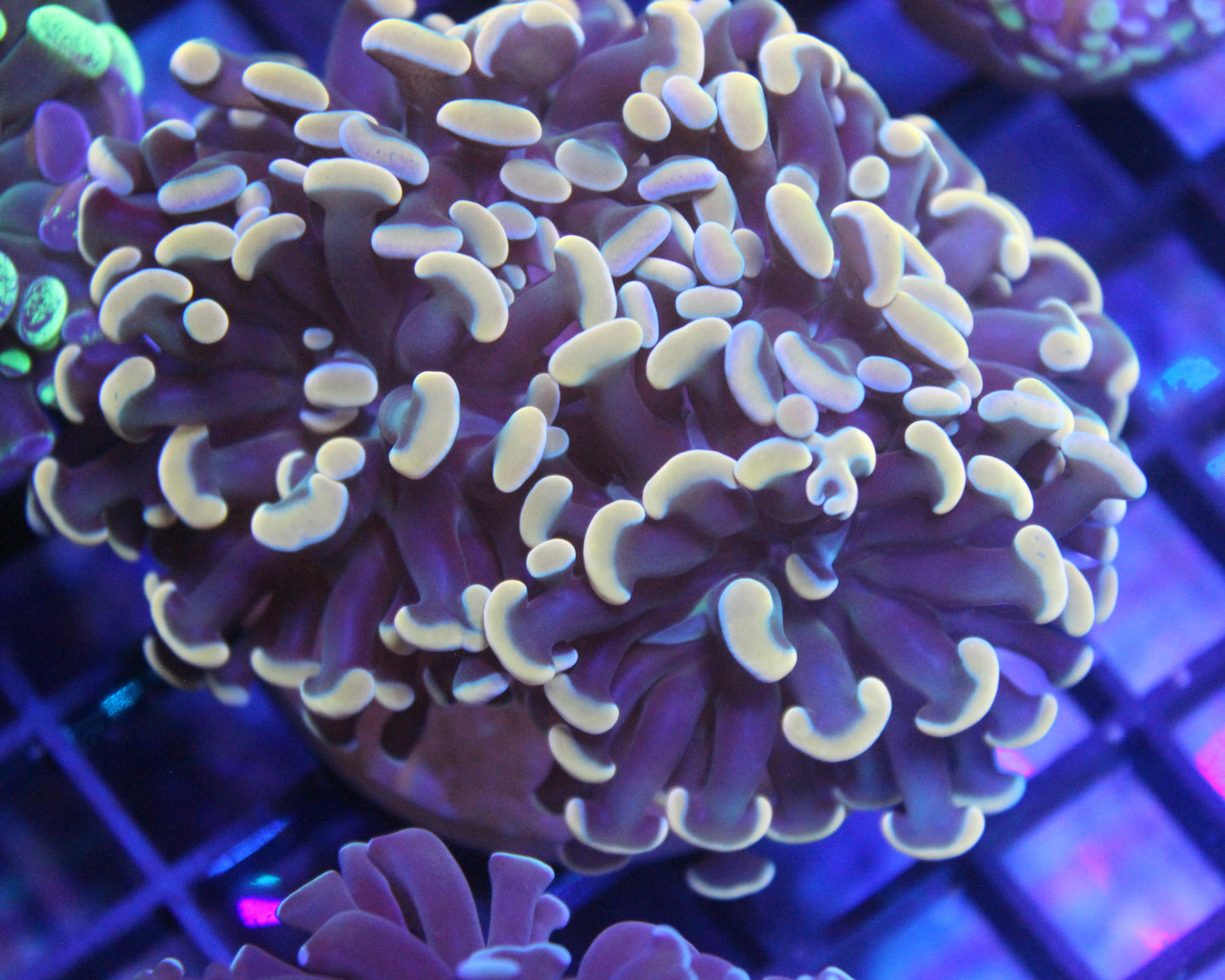 Indo Gold Hammer (4 heads)