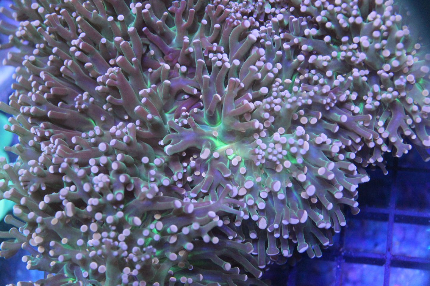 Pink Joker Frogspawn