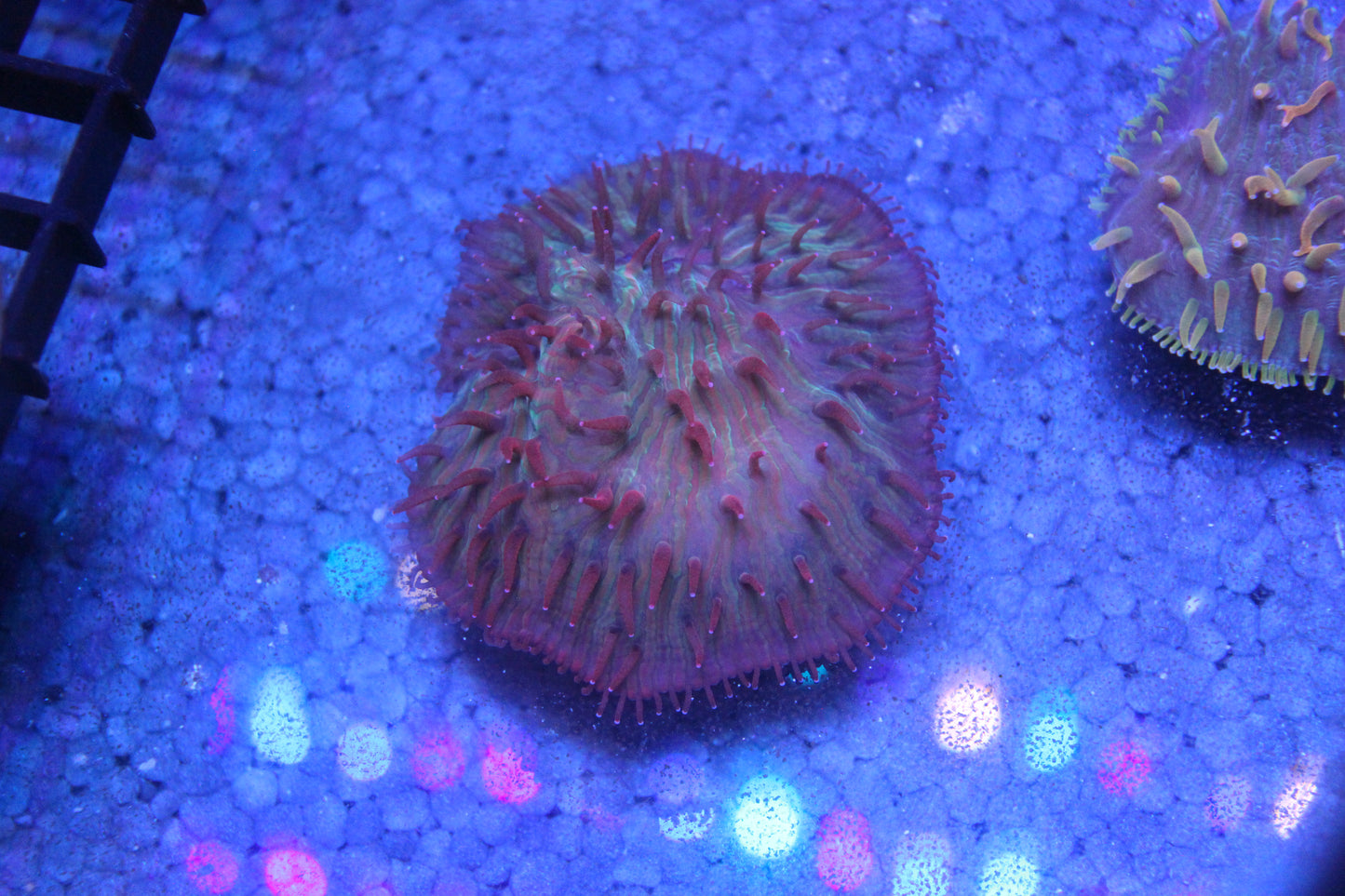 Rainbow Diaseris Plate