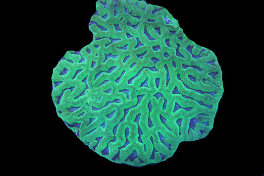 Aussie Platygya Maze Brain Colony (WYSIWYG)