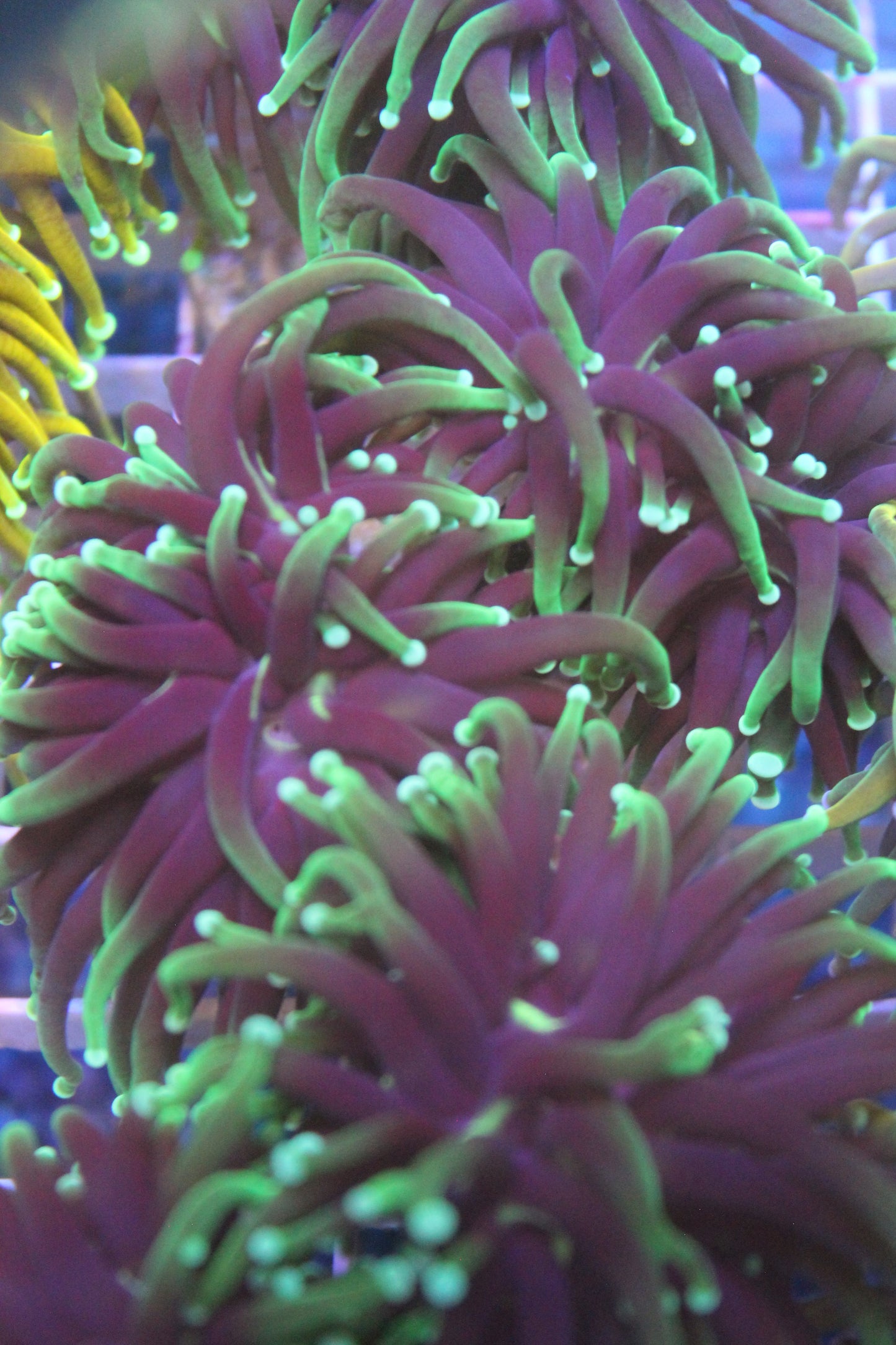 Close-up of vibrant pink and green coral polyps