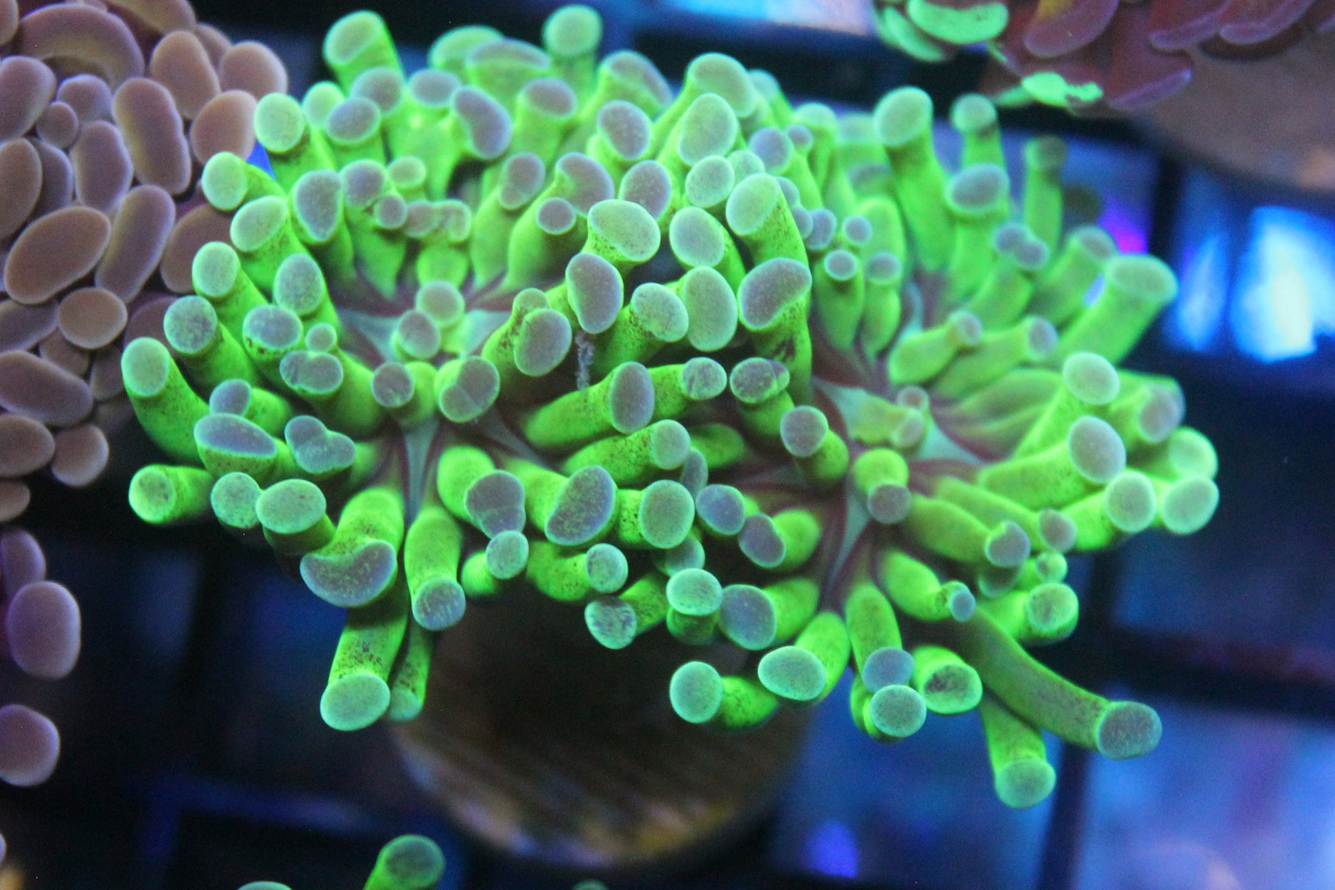 Close-up of vibrant green and pink coral in an aquarium setting