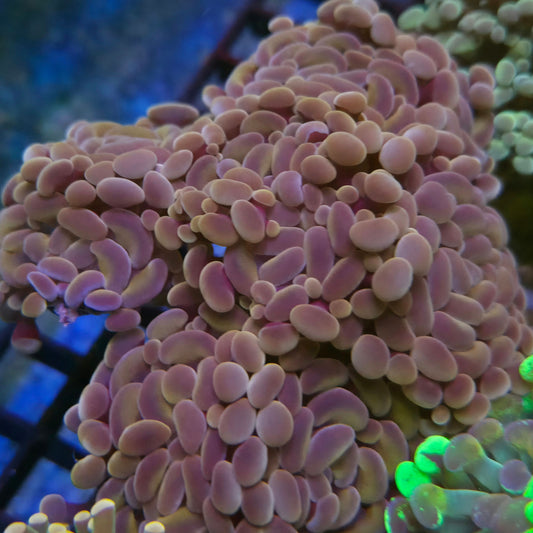 Rose gold hammer coral / orange hammer