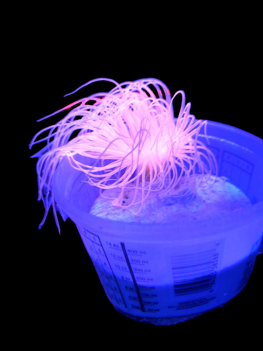 SUPER Bright Orange Tube Anenome