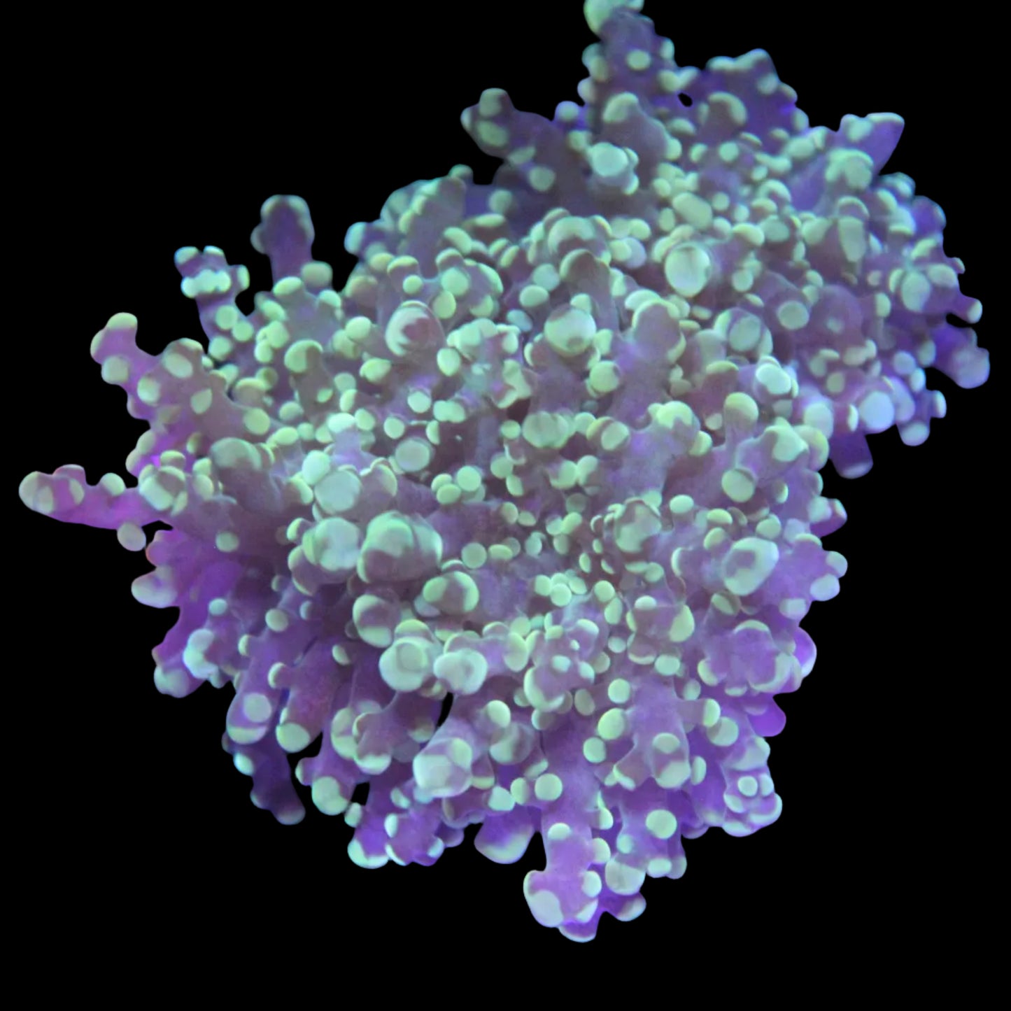 Ultra Frogspawn Green