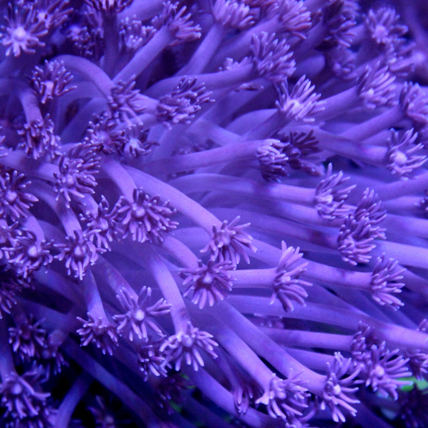 Blue Goniopora