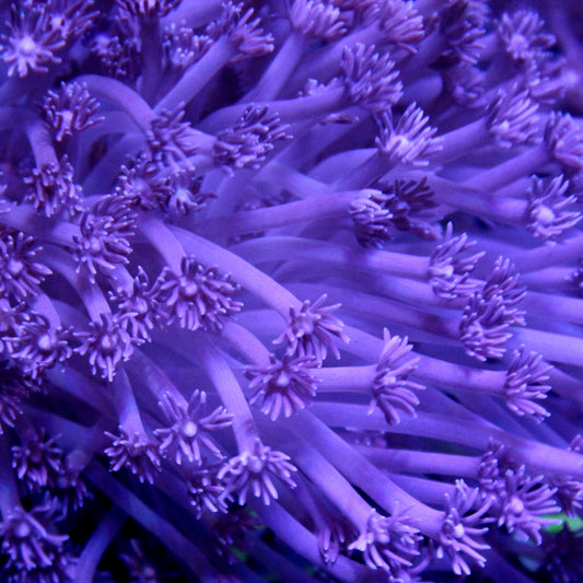 Blue Goniopora