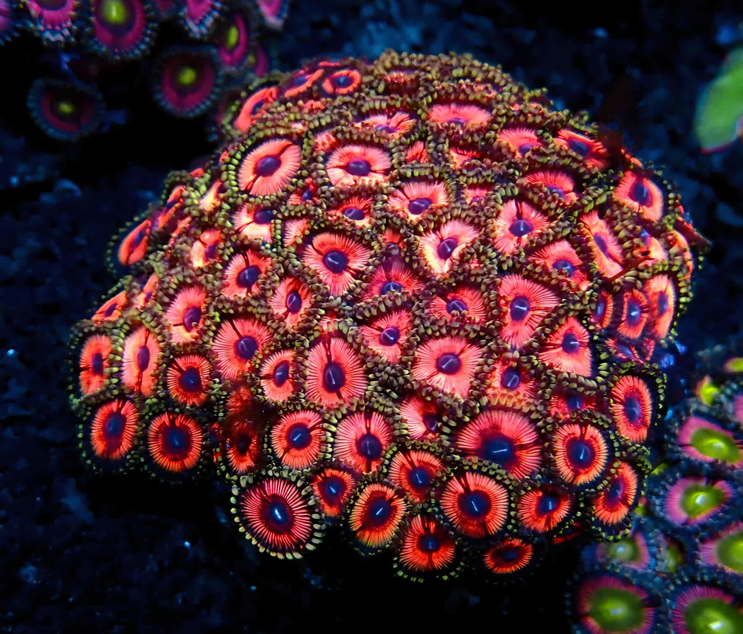 Rainbow Zoanthids Rock