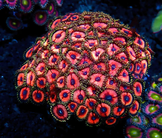 Rainbow Zoanthids Rock