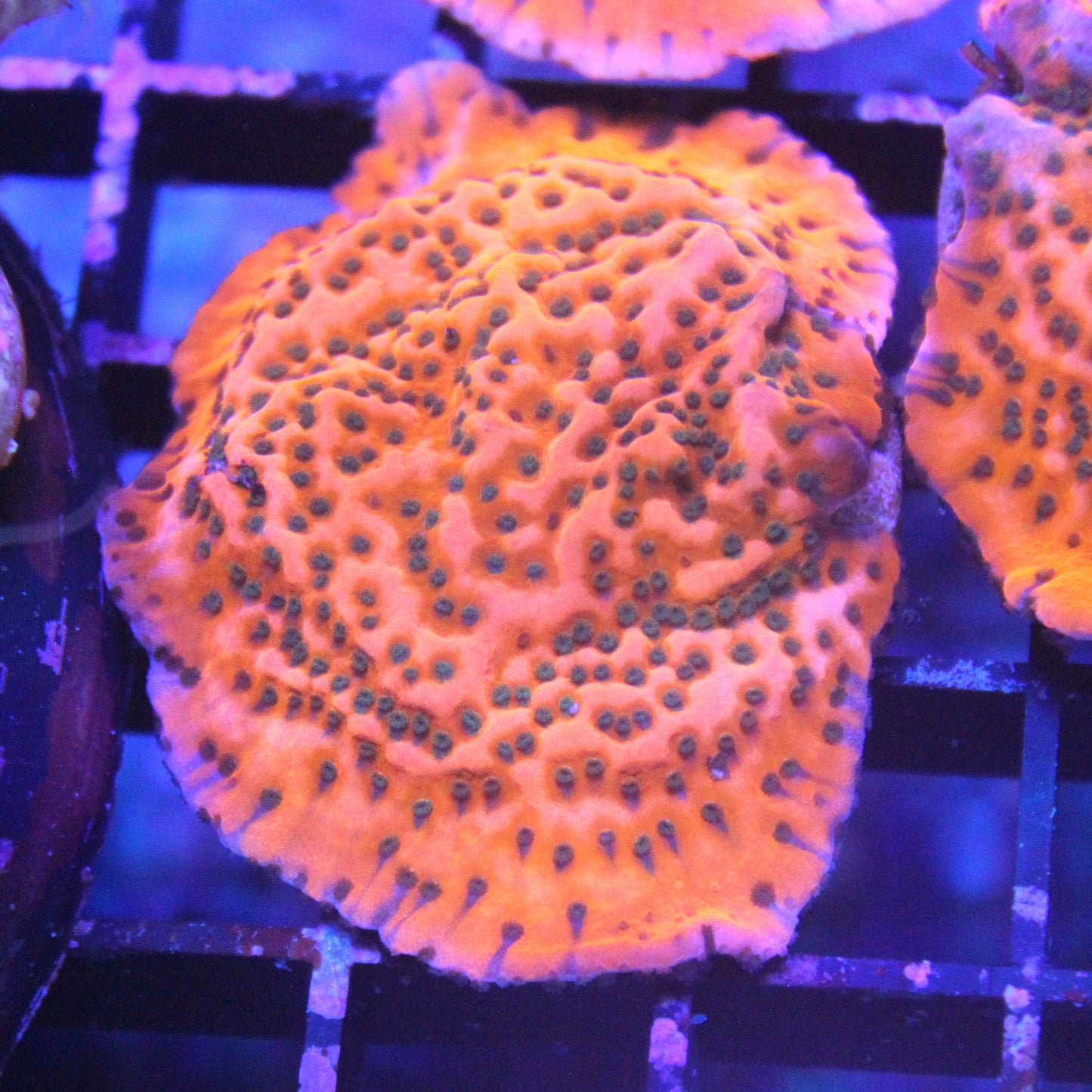 Apple Jacks Montipora cap