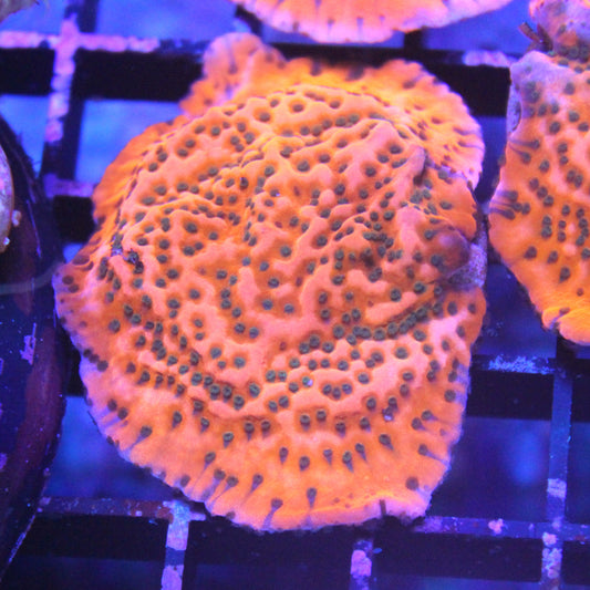 Apple Jacks Montipora cap