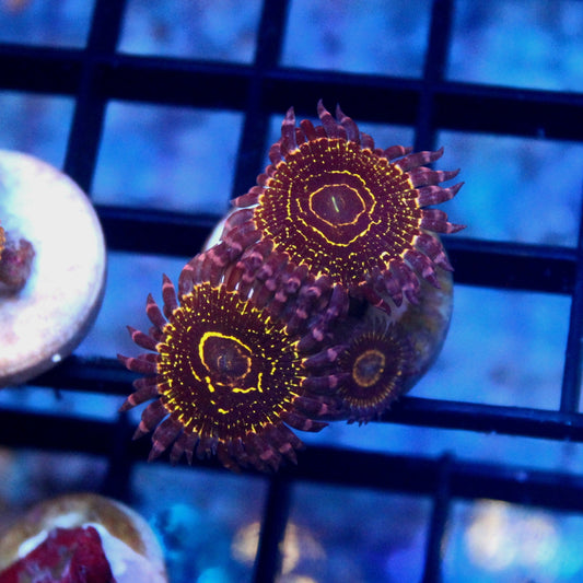 Stratosphere Zoa