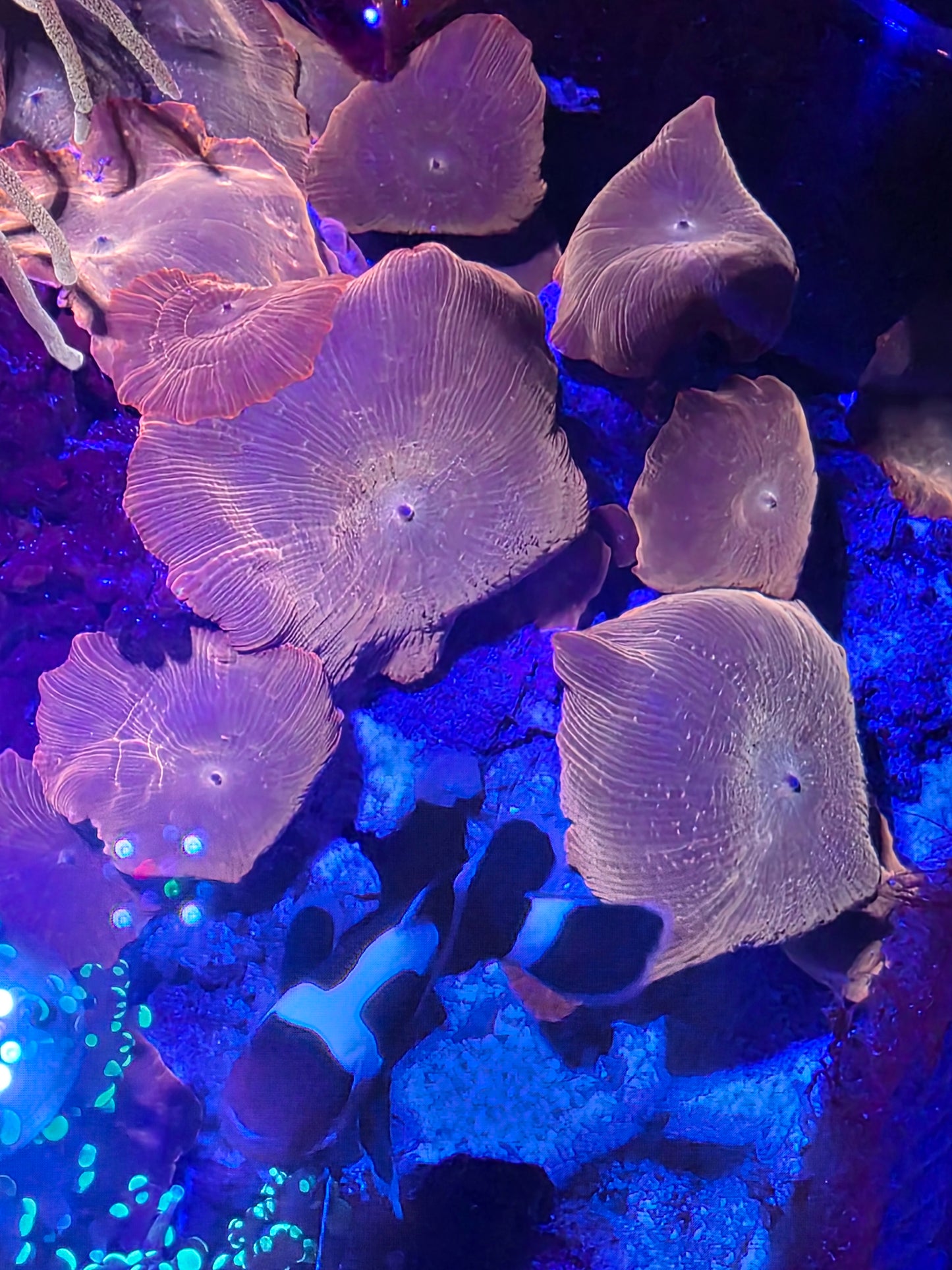 Flame / Neon Orange Mushroom