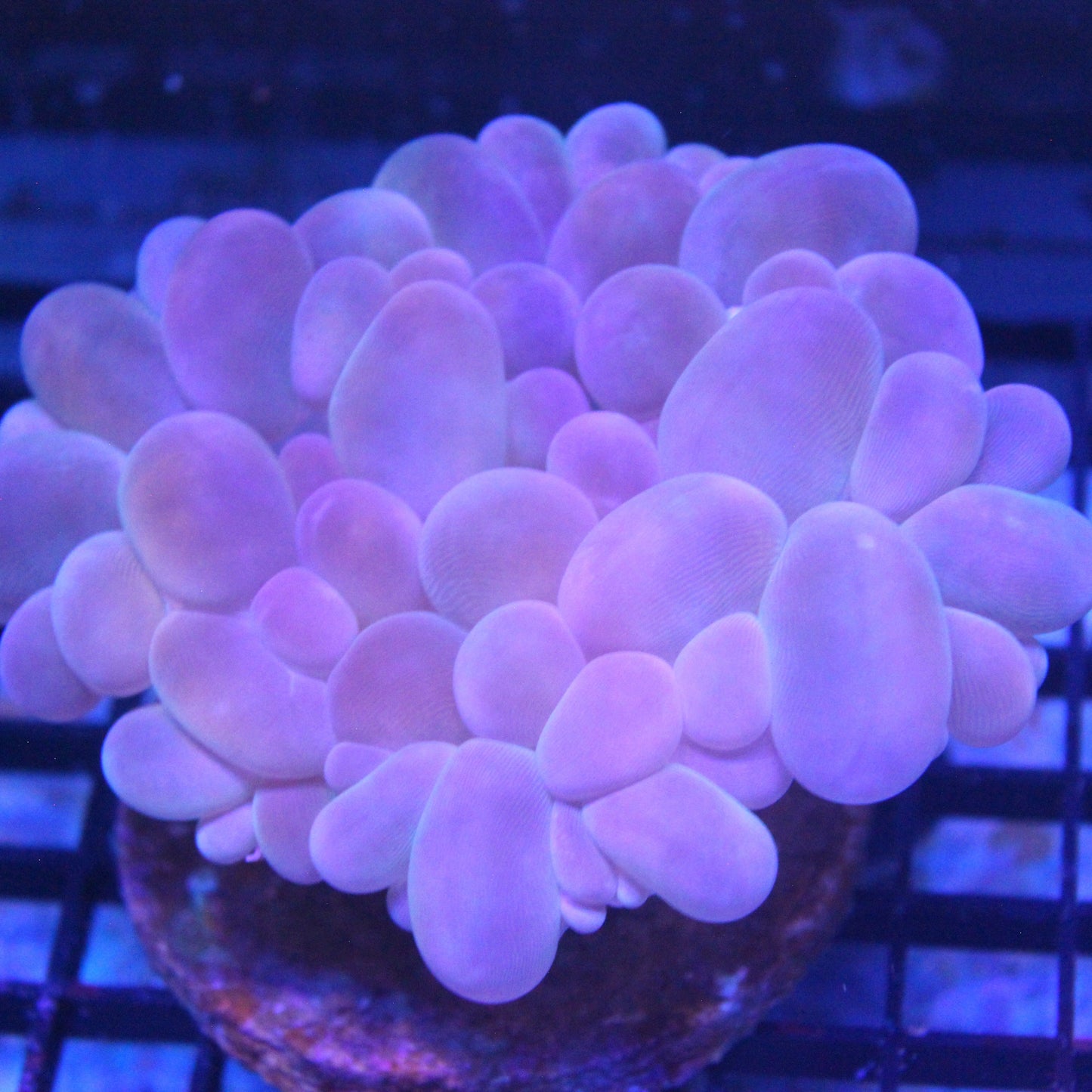 Purple Bubble Coral