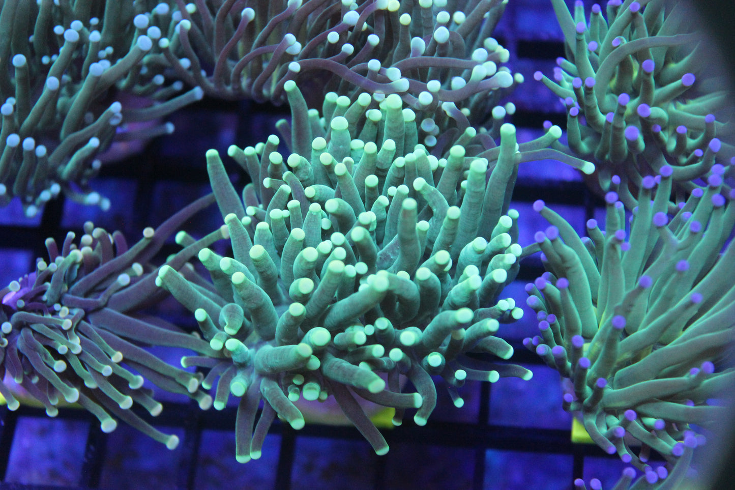 Green Torch