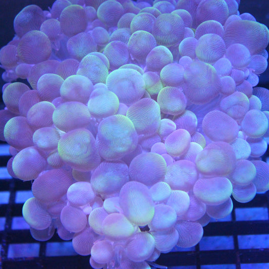 Splatter Bubble Coral