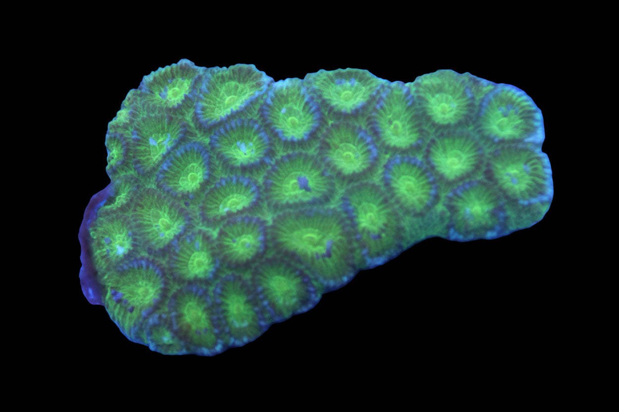 Lime Wire Favia
