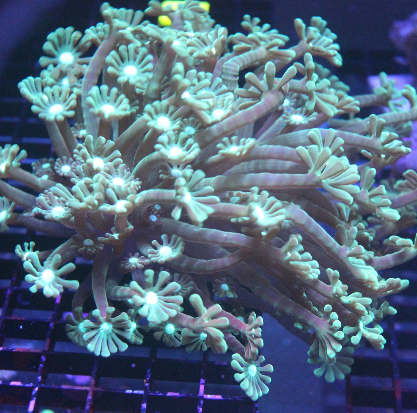 Branching Goniopora