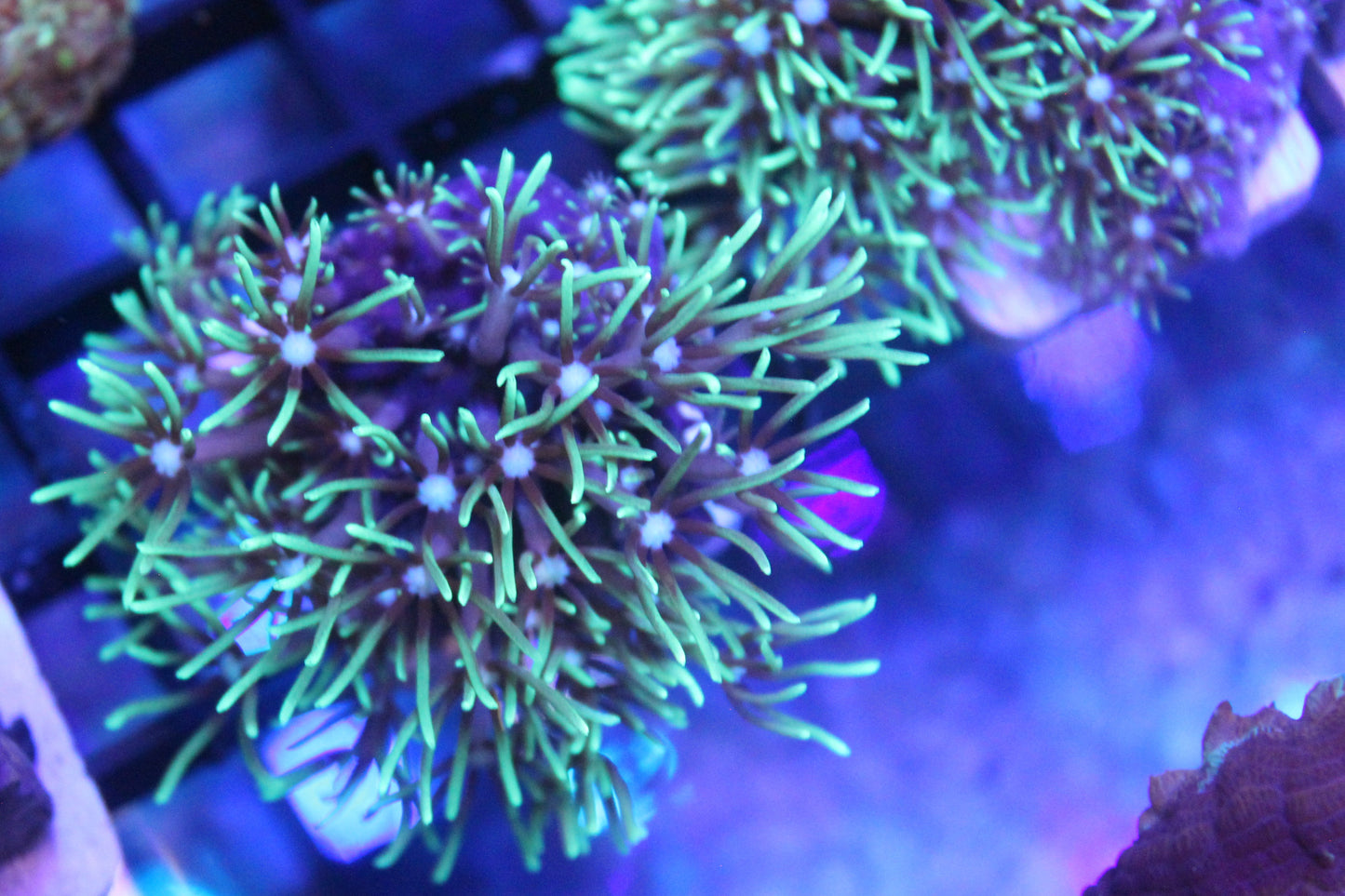 Green Star Polyp