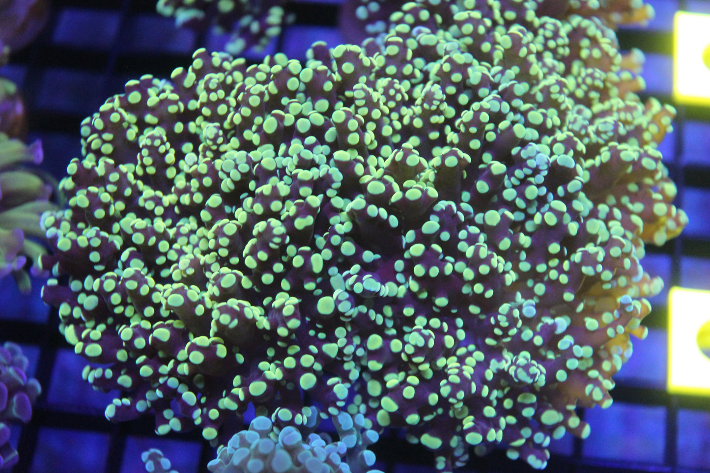 2-3 Head Yellow Yaeyamaensis (Frogspawn)