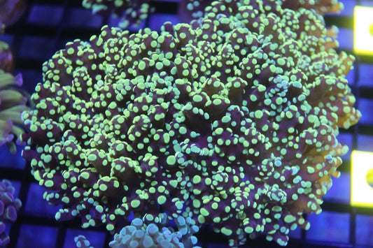 2-3 Head Yellow Yaeyamaensis (Frogspawn)