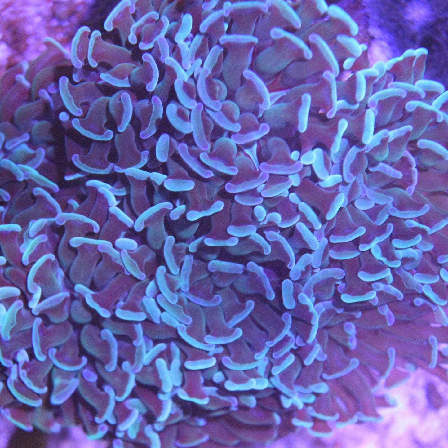 SBC Blue Hammer