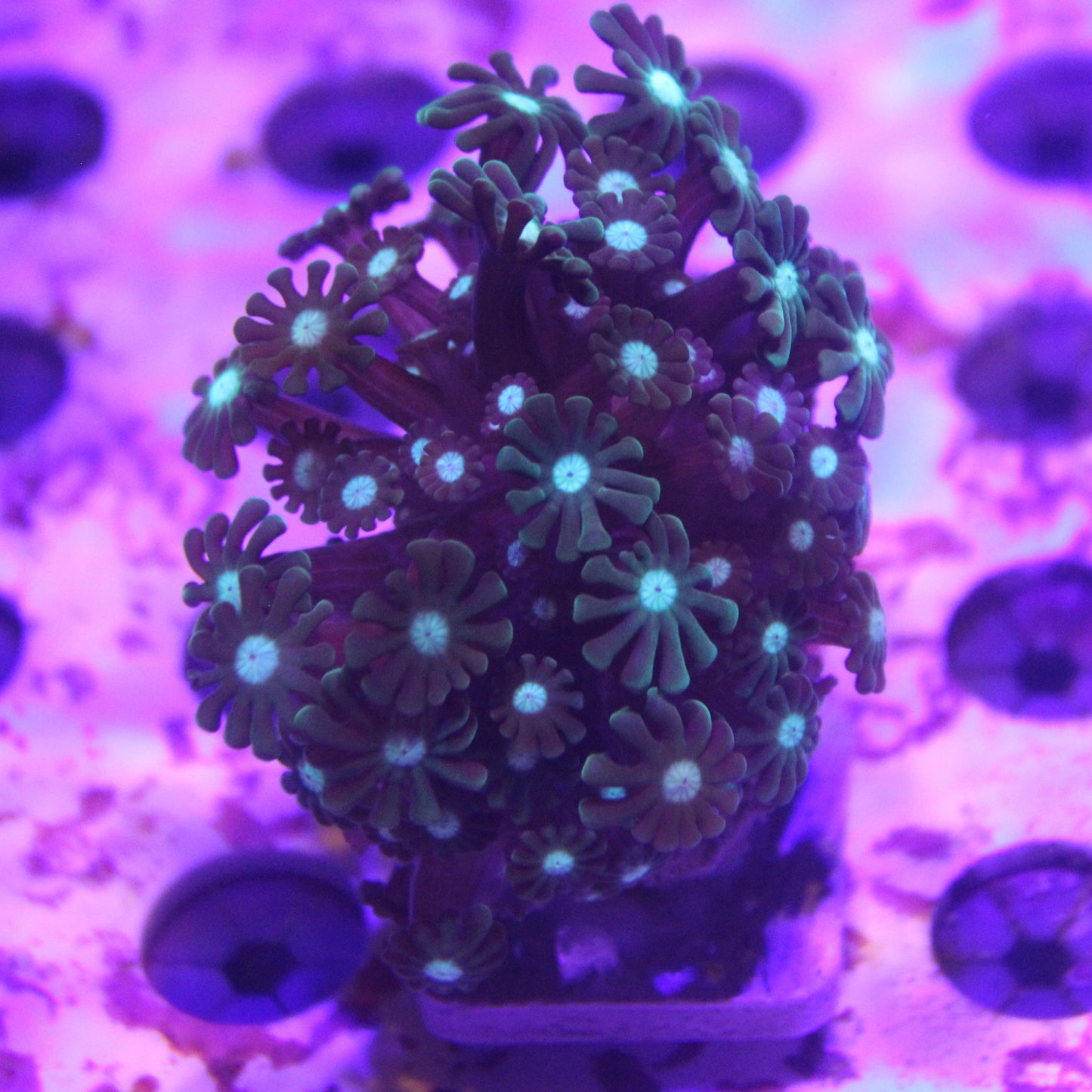 Branching Alveopora