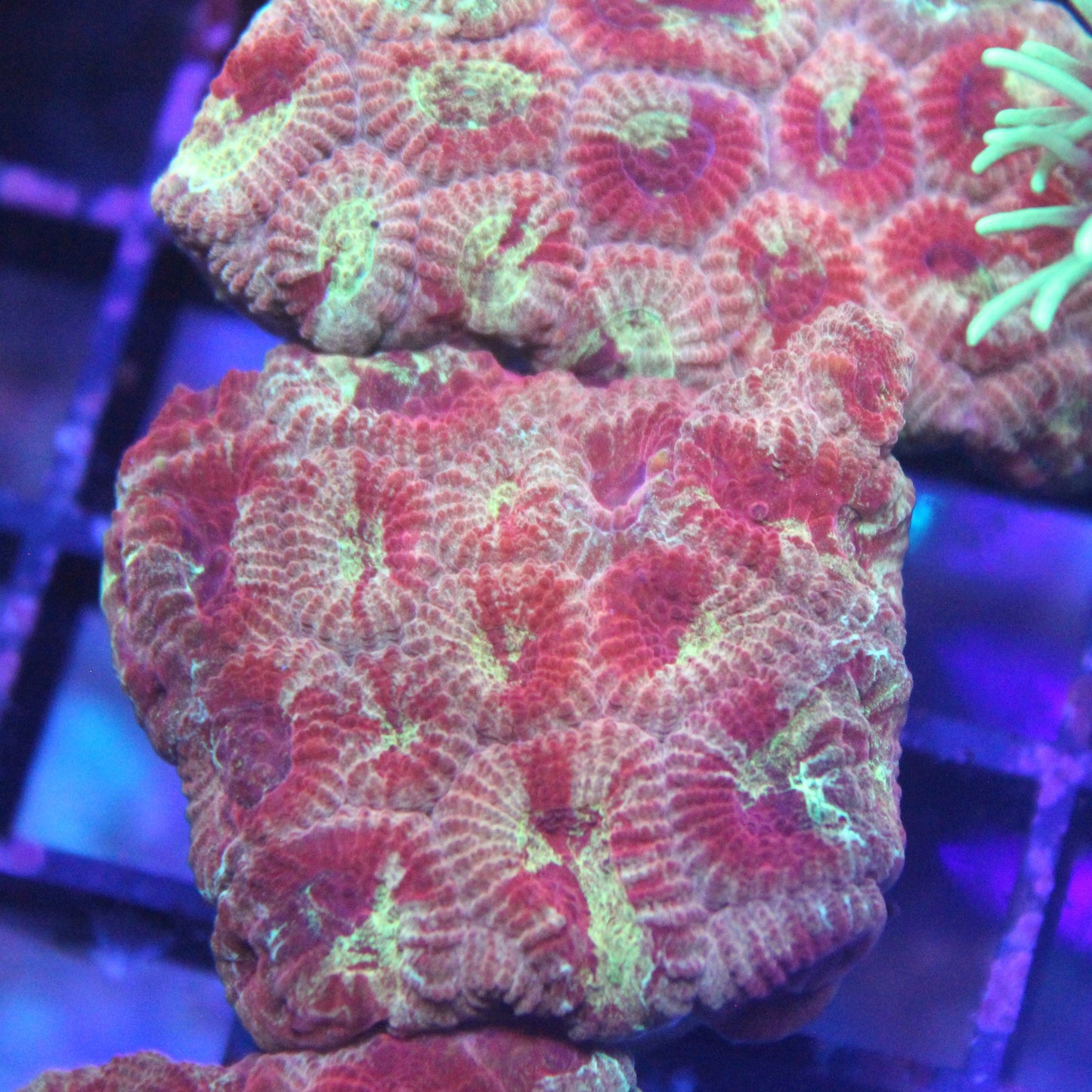 Solar Inferno Favia