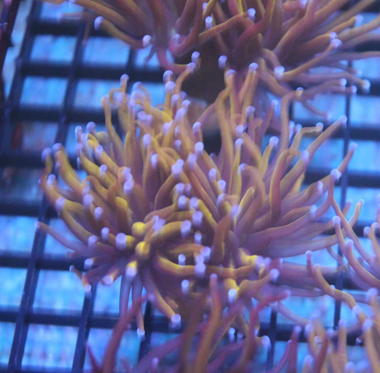 Wolverine Torch Coral