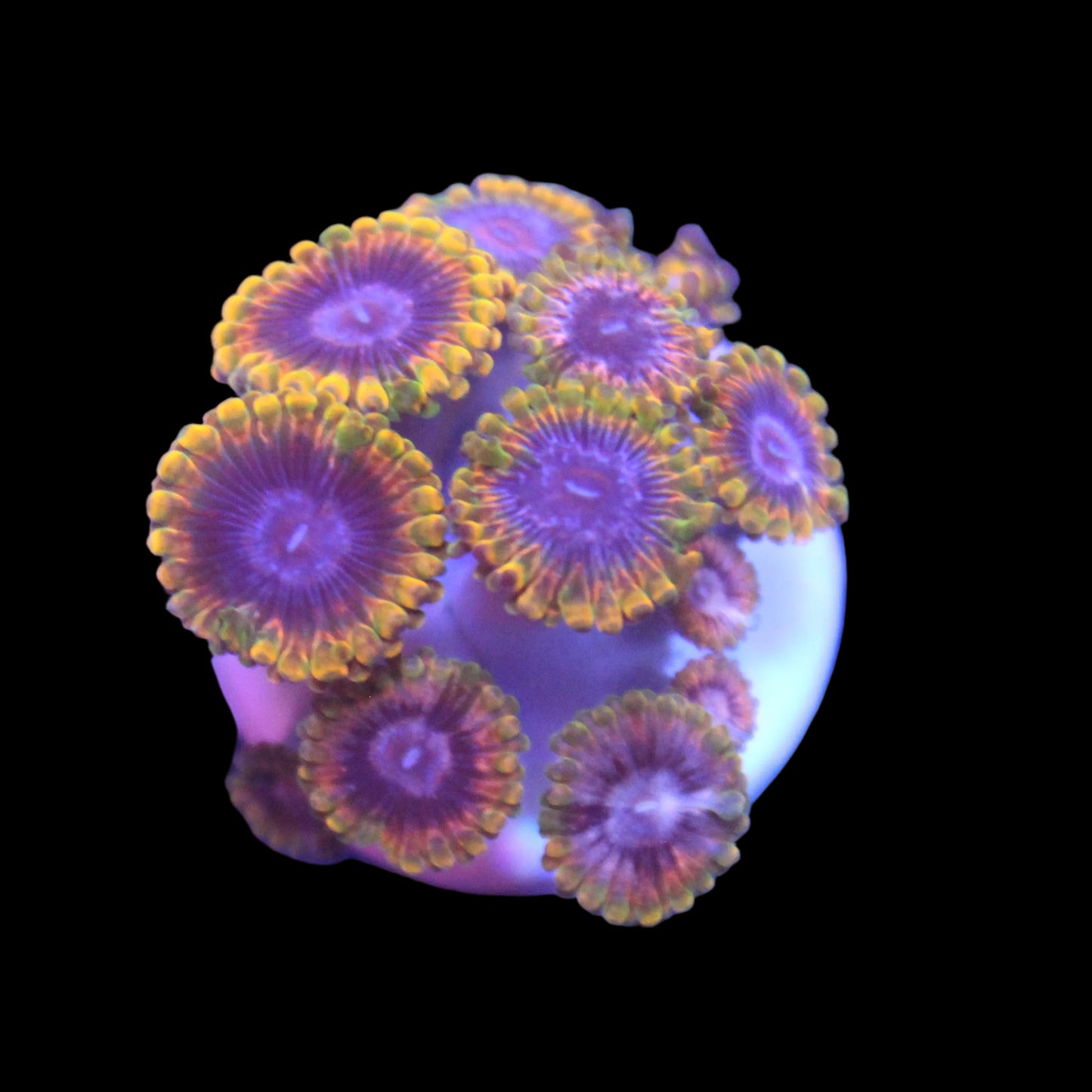 Jedi Mind Trick Zoa