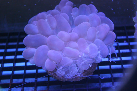 WYSIWYG Purple Bubble Coral