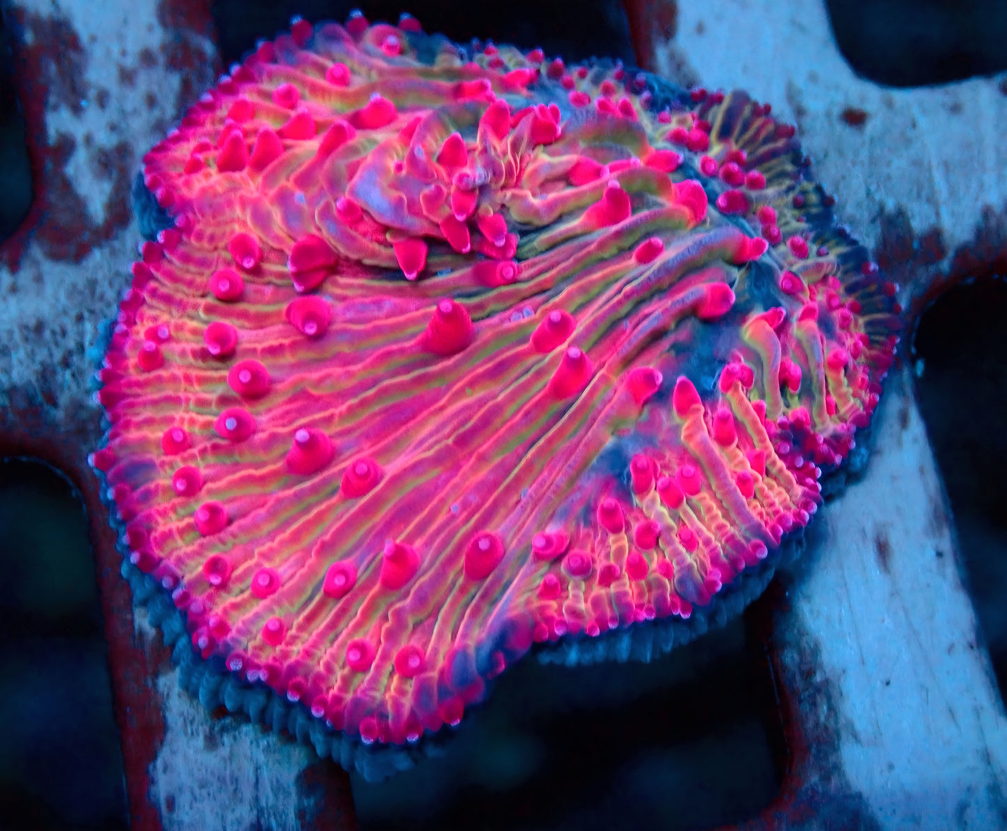 Rainbow Diaseris Plate