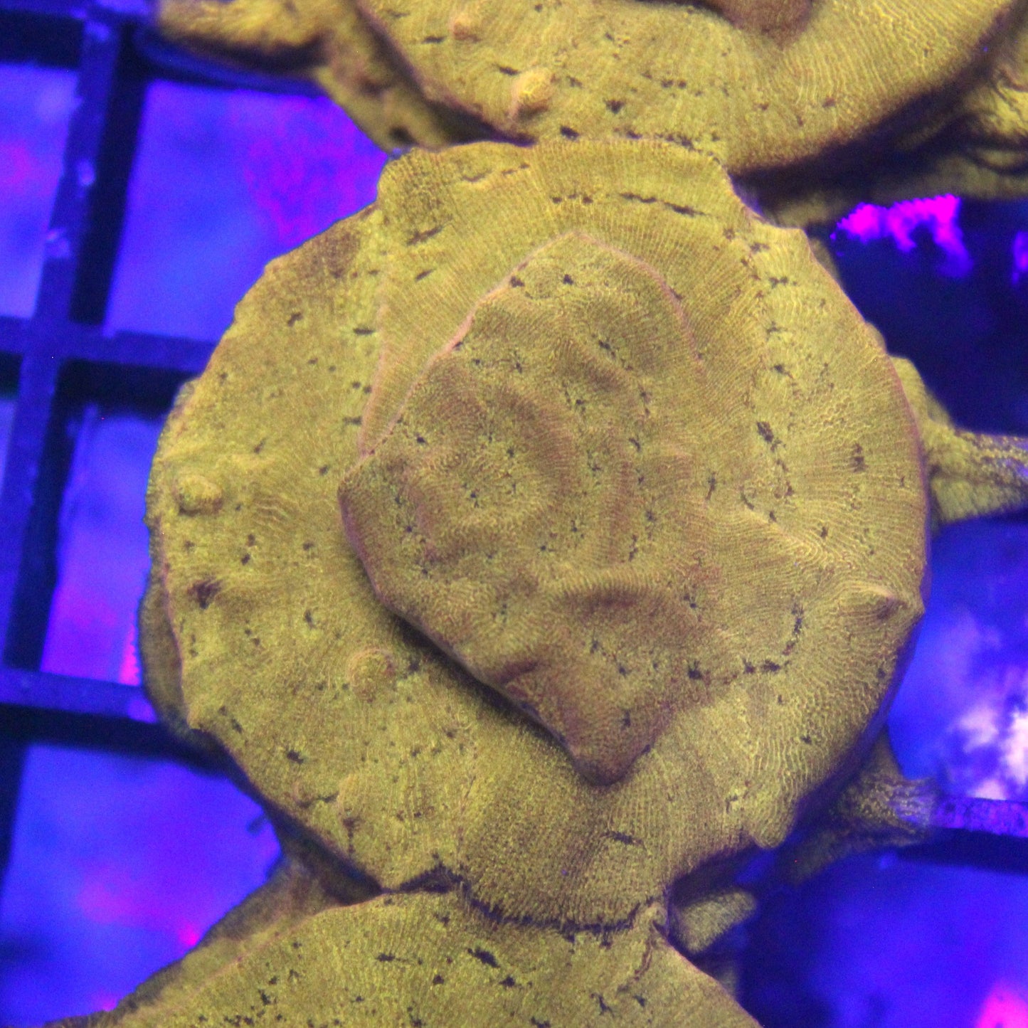 24K Lepto